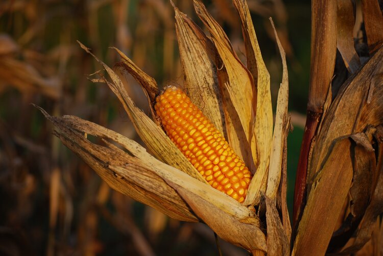 Commercial corn